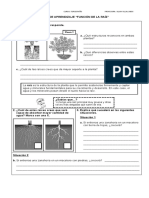 Las Plantas Función de La Raíz