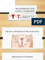 Sistema Reproductor Masculino y Femenino