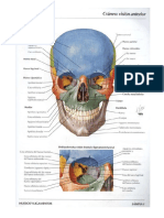 atlas osteologia