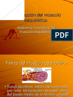 Contracción Del Músculo Esquelético PDF