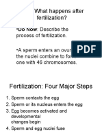 Aim: What Happens After Fertilization?