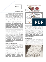 62_Circ_Endotelio.pdf