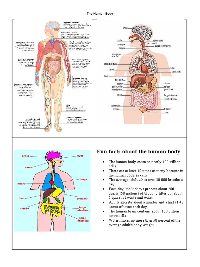 The Human Body | PDF