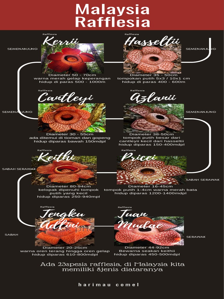 Jenis Rafflesia di Malaysia | PDF | Griya & Taman