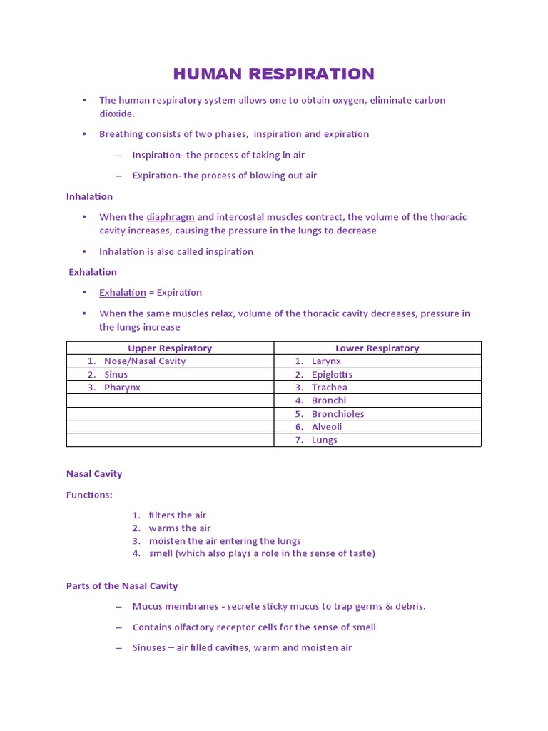 Human Respiratory System Overview | PDF | Respiratory Tract | Lung
