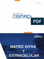 Semana 07 - Matriz Intra y Extracelular