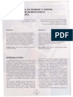 amoxicilina+ac clavulánico perros 2.pdf