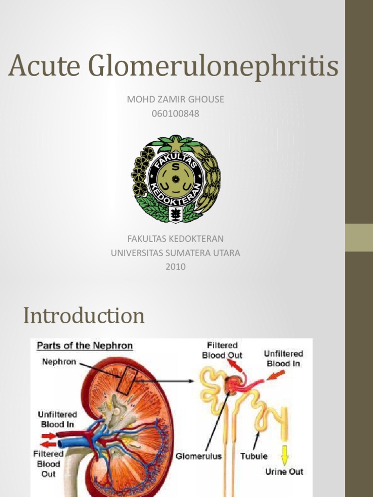 Acute Glomerulonephritis Overview | PDF | Organ (Anatomy) | Urinary System