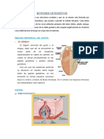 Células y estructura de los botones gustativos