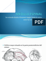 MÉDULA ESPINAL-1.pdf