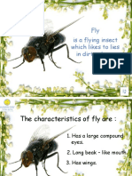 Fly Is A Flying Insect Which Likes To Lies in Dirty Places