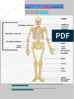 Ossos Do Corpo