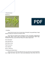 Tugas Algae - Mikrobiologi Pertanian