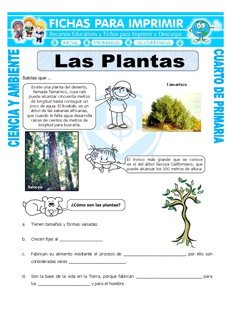 Ficha Las Plantas para Cuarto de Primaria | PDF | Hogar, jardinería y ...