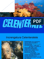 Increngatura Celenterate