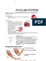 Secondary 5 Musclular System