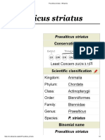 Praealticus Striatus - Wikipedia