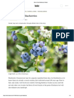 How to Grow Blueberries _ Hunker