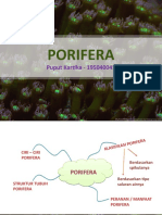 Filum Porifera