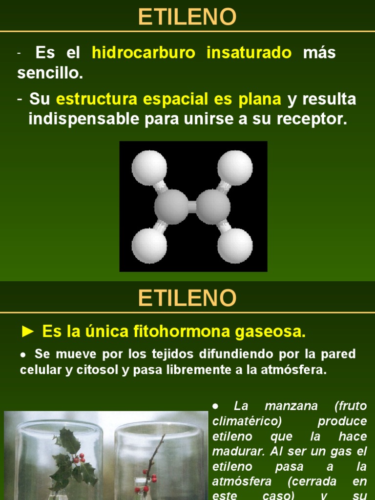 Estructura y funciones del etileno en plantas | PDF | Fruta | Biosíntesis