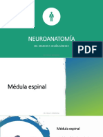 Neuroanatomía PDF