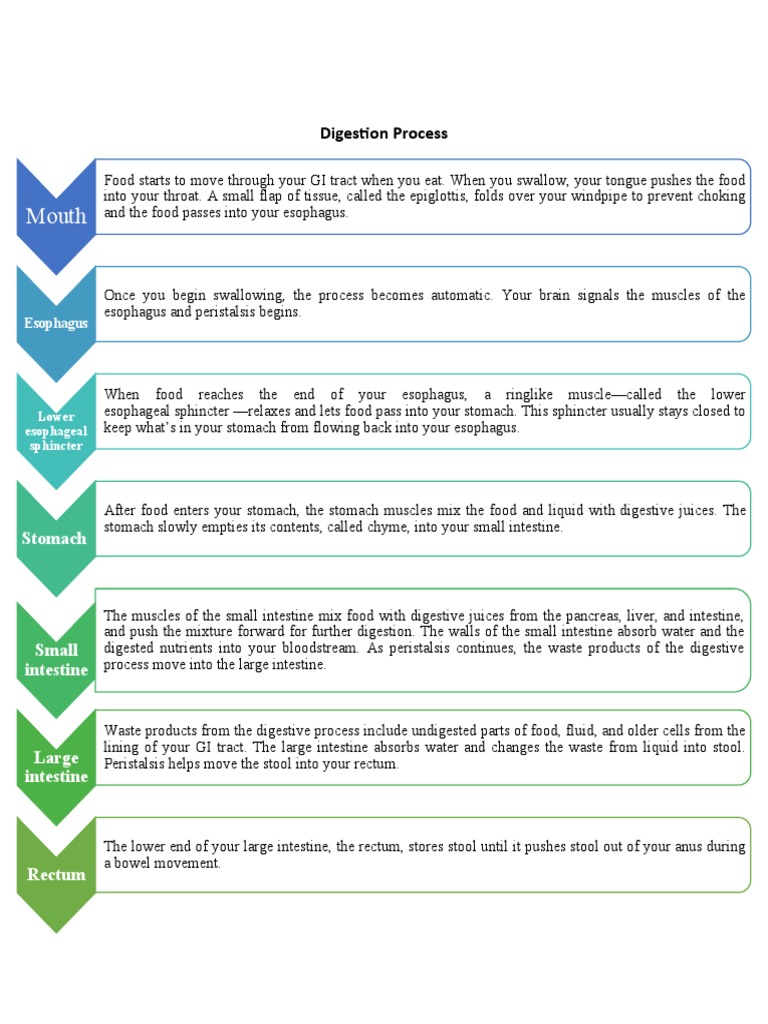 Understanding the Digestion Process | PDF | Wellness