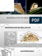diapositivas de Biologia RESPIRACION EN MOLUSCOS