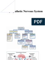 Parasympathetic Nervous System Characteristics and Functions