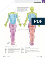 Atlas de Anatomia Humana Netter 6ed Medilibros - Com 94