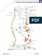 Atlas de Anatomia Humana Netter 6ed Medilibros - Com 95