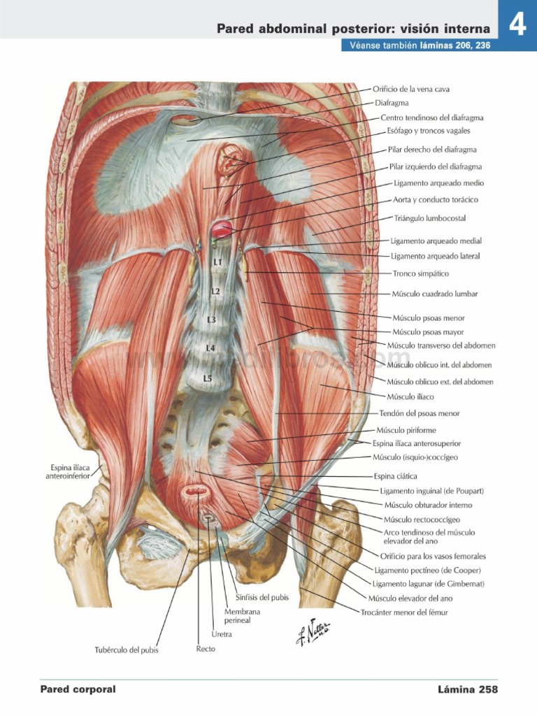 Atlas de Anatomia Humana Netter 6ed Medilibros - Com 147 | PDF ...