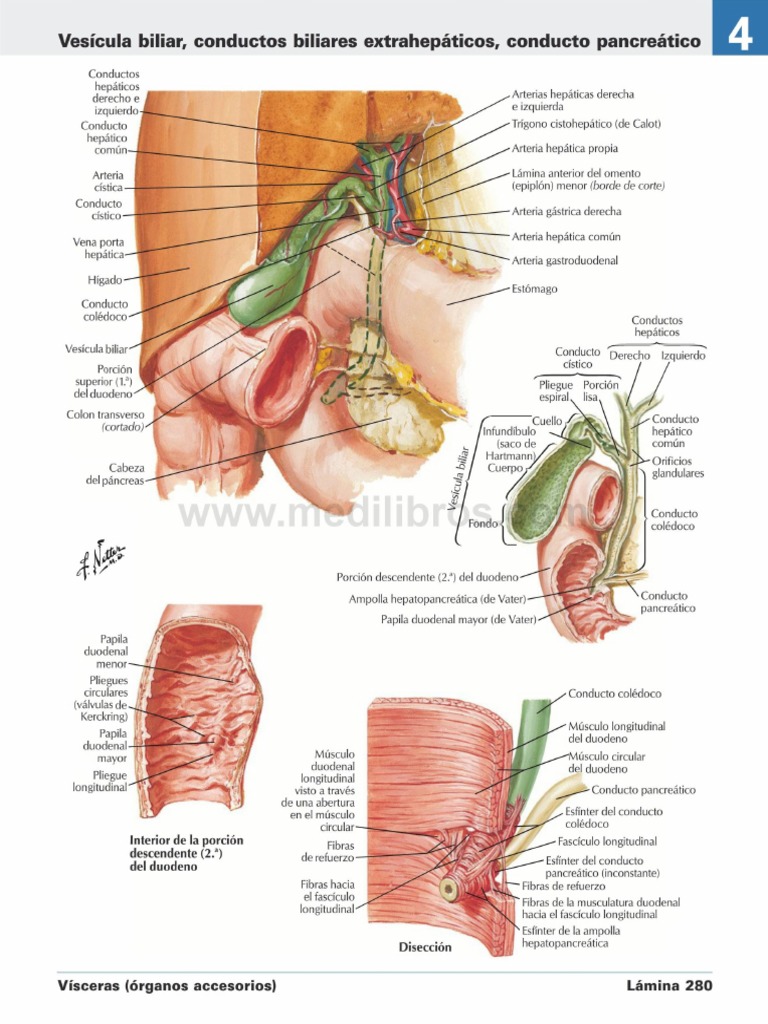 Atlas de Anatomia Humana Netter 6ed Medilibros - Com 158 | PDF ...