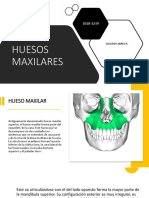 Estructura y características del hueso maxilar