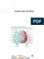 Anatomía Del Cerebro