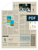 Armillaria Ya Esta PDF