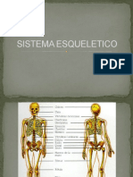 Sistema esquelético: estructura, función y desarrollo del esqueleto humano