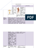 Cuadro Comparativo Sistema Oseo, Muscular y Nervioso