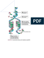 Duplicacion Transcripcion y Traduccion