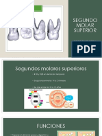 Segundo Molar Superior