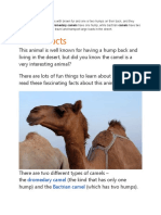 Camel Facts: Dromedary Camel Bactrian Camel