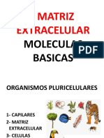 A-2 MATRIZ Y MOLECULAS BASICAS