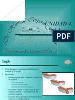 Abdomen 2