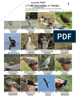 986 Peru Birds of Vinchos PDF