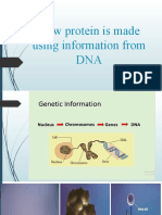 How Protein Is Made Using Information From DNA