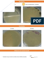 Resultados transformación