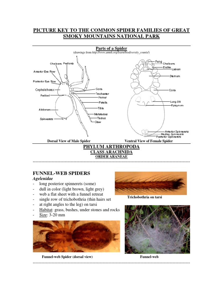 Common Spider Families of Great Smoky | PDF | Spider | Anatomical Terms ...