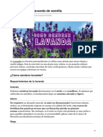 Cómo Sembrar Lavanda de Semilla