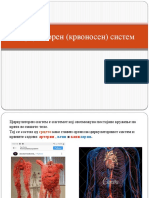 Циркулаторен крвоносен систем