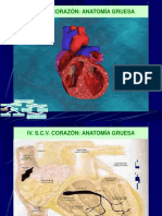 Cardiovascular PDF