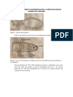 Taxonomia Anfibios